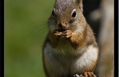 14 août - aimez-vous mieux les écureuils roux ou les rayés ?!