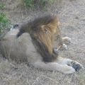 Kenya: safari