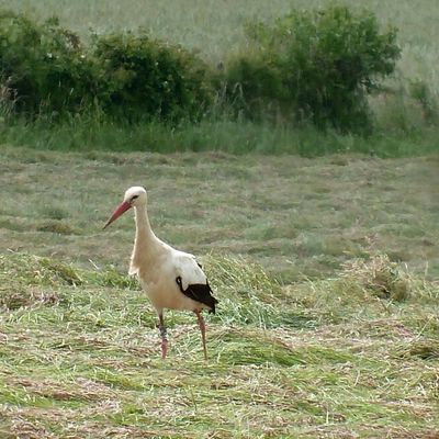 la migration des cigognes (Noires et blanches)
