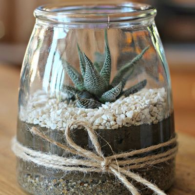 Plantation de succulente : DIY végétal & Cadeau gourmand