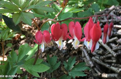De poétiques fleurs en forme de cœur