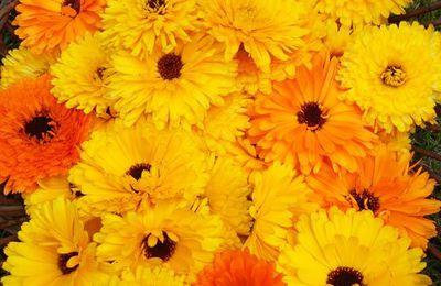 L'huile de calendula, le soin parfait