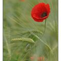 coquelicot