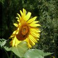 Instant T. #160# : Tournesol