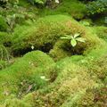 Sublime Ecosse - Inverewe Garden (3)