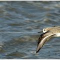 Calidris alpina