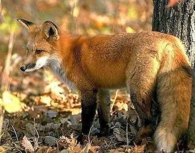 Jules adore les melons et les bananes