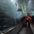 Pier 39 Tourism Day - Aquarium of the Bay