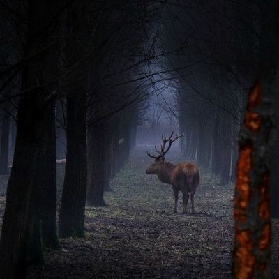 ∆ Hymne à la nature ∆