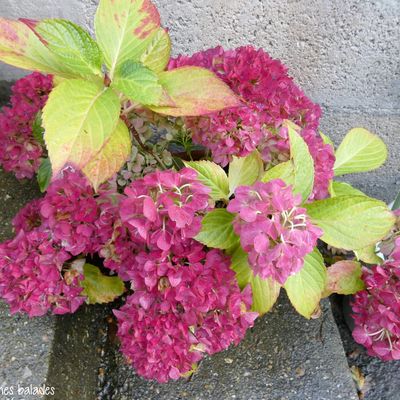 Les défis du samedi