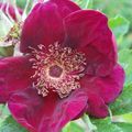 les rosiers 'hybride de rugosa' du jardin