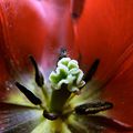 La tulipe du vent (8)