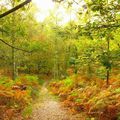 Balade dans la Forêt