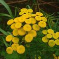 Tanaisie Commune (Tanacetum vulgare L.)