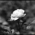 Les roses en noir et blanc, c'est beau aussi !