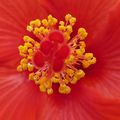 Photo"coeur d'hibiscus"
