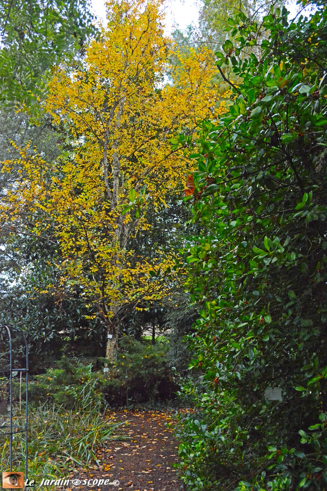 Arboretum des Prés des Culands - conservatoire des Ilex
