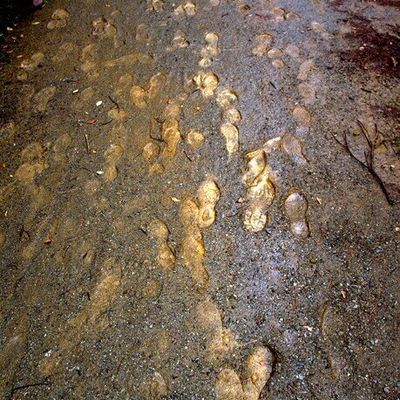 Des traces de pas en or