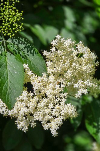 Sirop cru de fleur de sureau