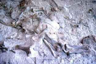 Dinosaur National Monument & le Florissant Fossil Beds National Monument ... cimetière de la préhistoire