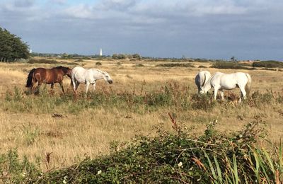 « Le cheval nous apprend ce qu'est la domination de soi »Pam Brown