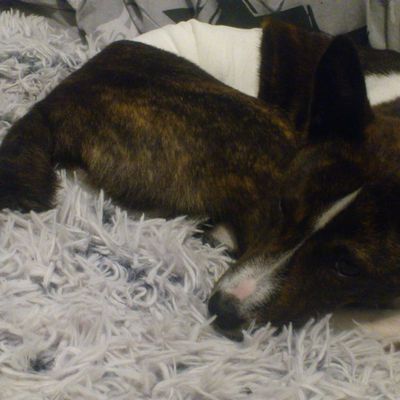 La stérilisation d'Ipsi