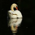 Le Cygne