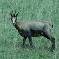 chamois