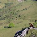 Le chat d'en haut de la montagne