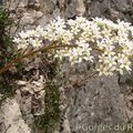 Saxifrage à feuilles en languette