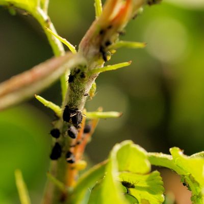 On voit des pucerons partout...!