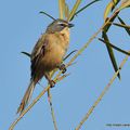 Donacospize des marais (Donacospiza albifrons)