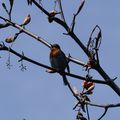 Rouge-Gorge chante