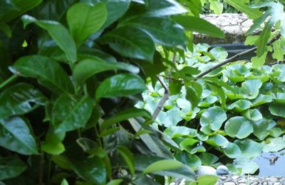 DE LA VERDURE, ENCORE & TOUJOURS...