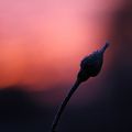 simple rose dans le froid du matin une pensée