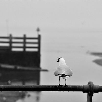 Middle of nowhere - Hill head, Fareham