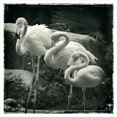 Trois flamands roses