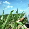 Info/Météo/Sécheresse/Lorraine/Moselle: Des cultures chauffées à blanc