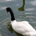 PARC ANIMALIER DE THOIRY - Cygne à tête noire 