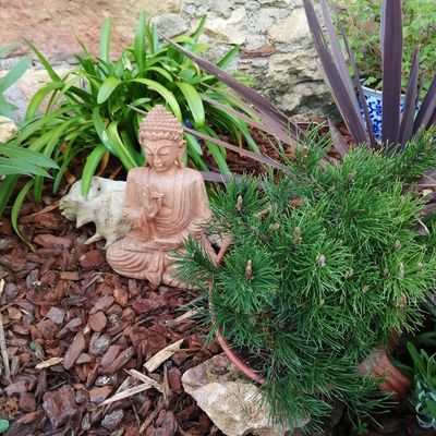 Mon jardin zen.... 