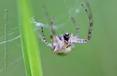 Dans les machoires d'Arachné * In the jaws of Arachne