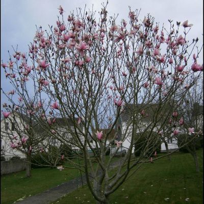 Une hirondelle ne fait pas le printemps?