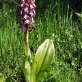 Orchis de Robert