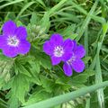 Le temps des fleurs - Prairies maigres