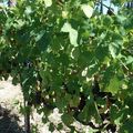 Bientôt les vendanges