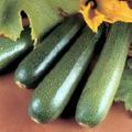 S.O.S courgettes...