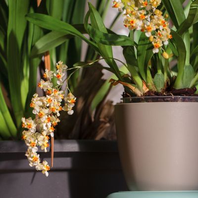 Oncidium "Twinkle"