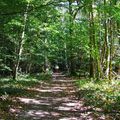 Une petite ballade en forêt....