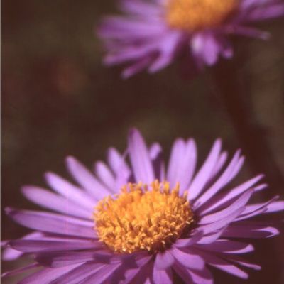 Aster, Termignon, 05/08/2005, 30/17