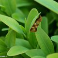 Une mini-tordeuse posée sur une feuille de buis...